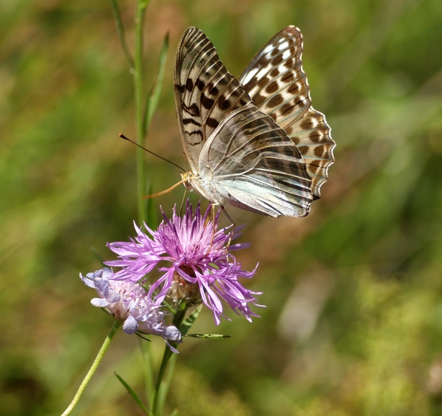 Nymphalidae